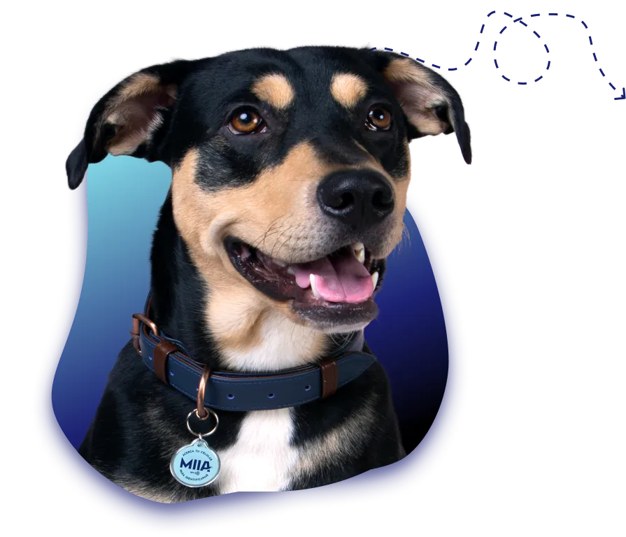 Perro con el collar y la placa MIIA